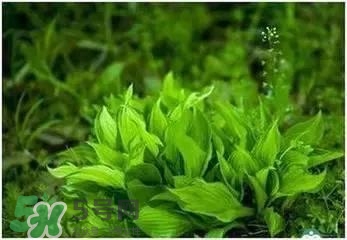 螺旋藻是海帶嗎？螺旋藻是海藻嗎？