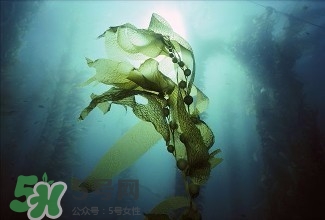 螺旋藻能解酒嗎？解酒的方法有哪些？