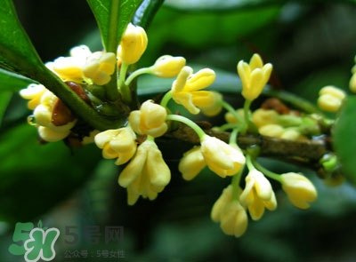 新鮮桂花怎么清洗？新鮮桂花可以冷凍嗎？