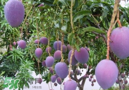 芒果有哪些品種？哪種芒果最好吃？