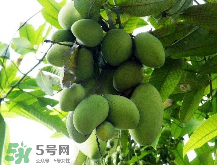 芒果有哪些品種？哪種芒果最好吃？