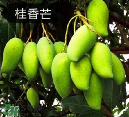 芒果有哪些品種？哪種芒果最好吃？