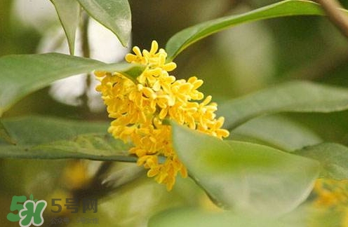 新鮮桂花怎么清洗？新鮮桂花可以冷凍嗎？