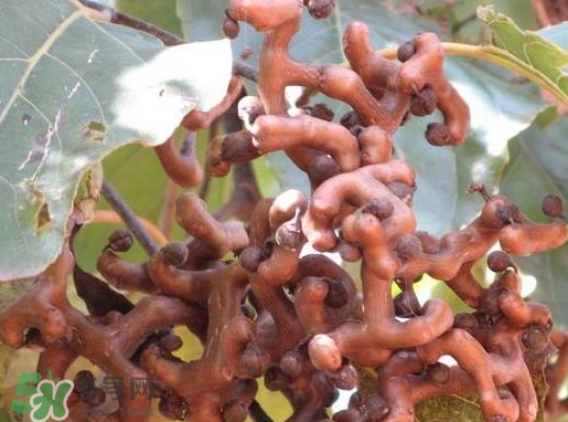 拐棗怎么泡酒？拐棗的功效與作用