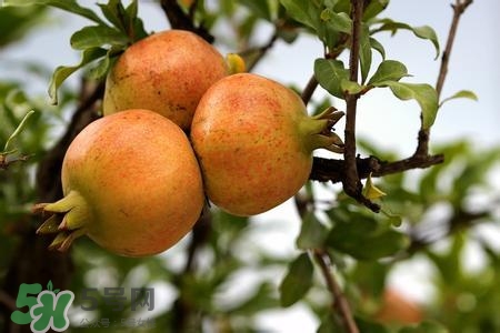 中秋節(jié)吃石榴嗎？中秋節(jié)吃石榴有什么寓意？