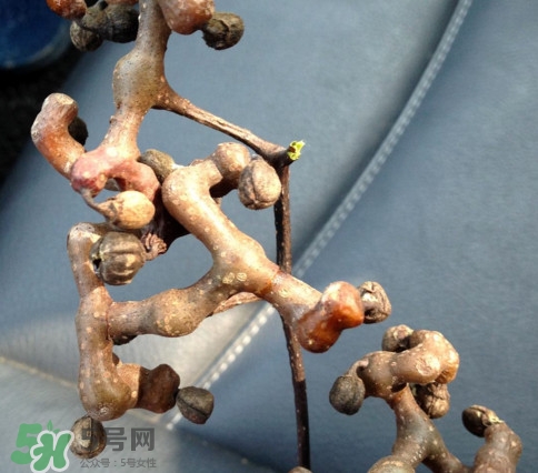 新鮮拐棗吃著澀怎么處理？拐棗為什么澀
