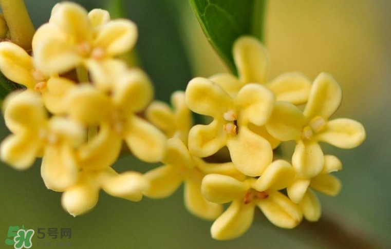 新鮮桂花怎么清洗？新鮮桂花可以冷凍嗎？