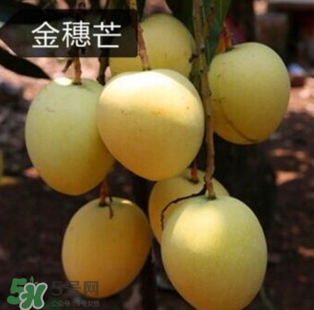 芒果有哪些品種？哪種芒果最好吃？