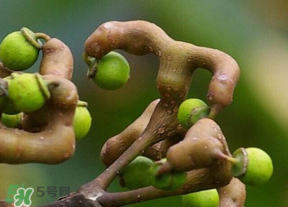 新鮮拐棗吃著澀怎么處理？拐棗為什么澀
