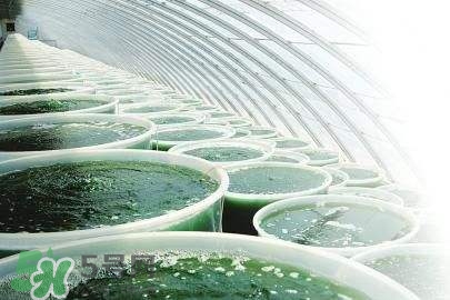 螺旋藻是飯前吃還是飯后吃？螺旋藻怎么吃？