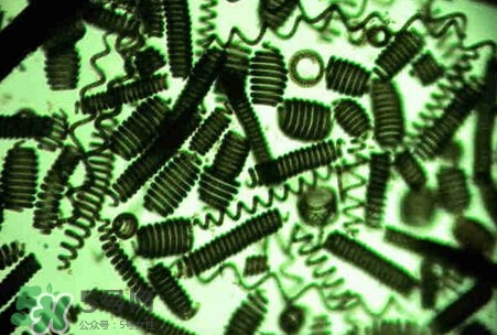 螺旋藻減肥嗎？螺旋藻減肥的正確吃法