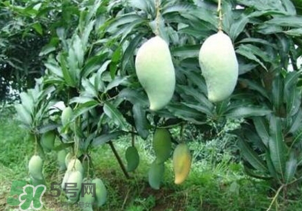 芒果有哪些品種？哪種芒果最好吃？