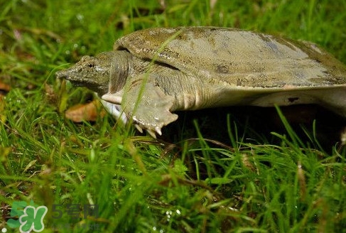 甲魚(yú)又叫什么？甲魚(yú)吃什么食物