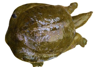腳魚有靈性嗎？腳魚吃了有什么好處