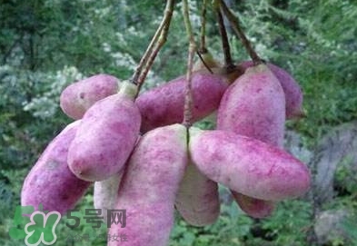 八月瓜可以補(bǔ)腎嗎？八月瓜的營養(yǎng)價值