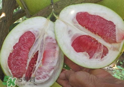 紅肉蜜柚是哪里產(chǎn)的？紅肉蜜柚的種植技術(shù)