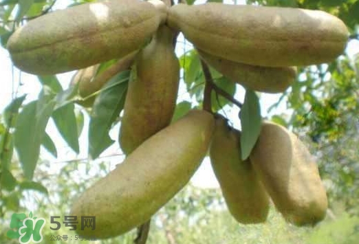 八月瓜可以經(jīng)常吃嗎？八月瓜可以多吃嗎？