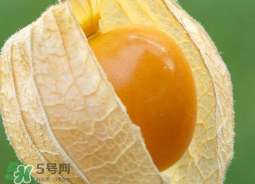 燈籠果是熱性還是涼性？燈籠果是涼性的嗎？