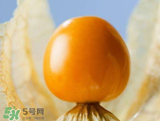 燈籠果是熱性還是涼性？燈籠果是涼性的嗎？