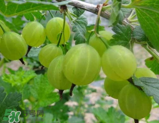 燈籠果什么時(shí)候種植？燈籠果怎么種植？