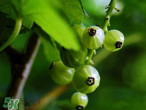 燈籠果什么時(shí)候種植？燈籠果怎么種植？
