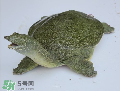 甲魚是魚嗎？甲魚是發(fā)物嗎