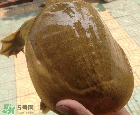 甲魚(yú)又叫什么？甲魚(yú)吃什么食物