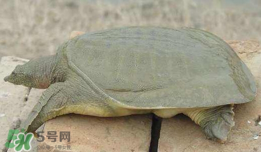 腳魚是什么？腳魚和烏龜?shù)膮^(qū)別