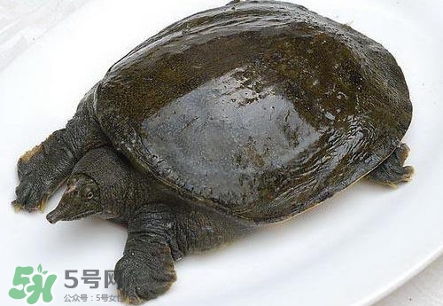 腳魚(yú)有靈性嗎？腳魚(yú)吃了有什么好處