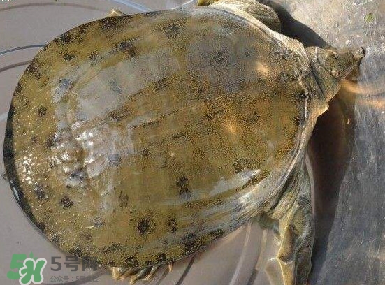 腳魚不能和什么一起吃？腳魚可以燉蟲草嗎