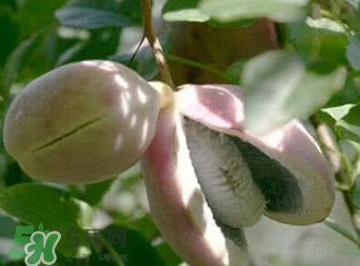 八月瓜能放冰箱嗎？八月瓜怎么保存？