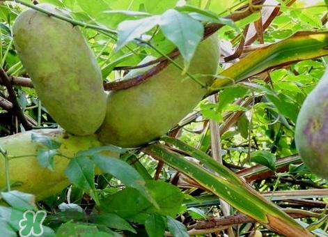 八月瓜能放冰箱嗎？八月瓜怎么保存？