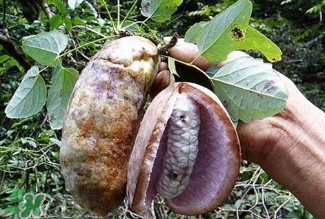 八月瓜能種植嗎？八月瓜怎么種植？