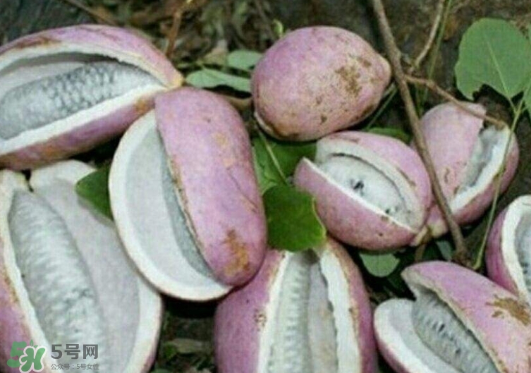 八月瓜能種植嗎？八月瓜怎么種植？