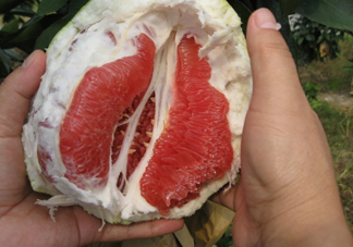 紅肉蜜柚可以儲存多久？紅肉蜜柚怎么挑選