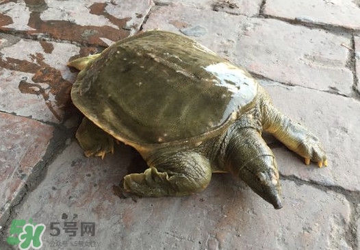 腳魚是什么？腳魚和烏龜?shù)膮^(qū)別