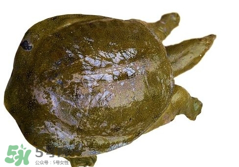 腳魚不能和什么一起吃？腳魚可以燉蟲草嗎