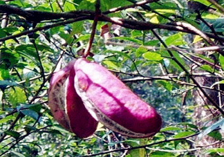 八月瓜能種植嗎？八月瓜怎么種植？