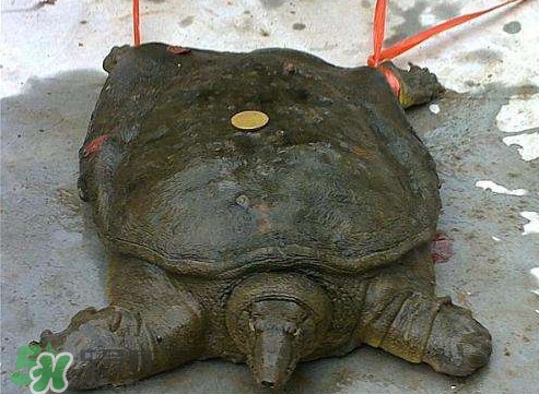 甲魚是烏龜嗎？甲魚是王八嗎？