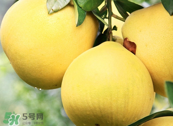 經期能吃蜜柚嗎？蜜柚能和葡萄一起吃嗎