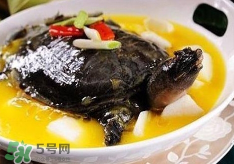 甲魚是魚嗎？甲魚是發(fā)物嗎