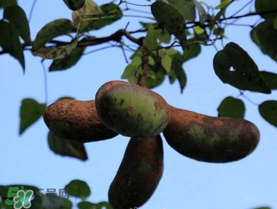 八月瓜能放冰箱嗎？八月瓜怎么保存？