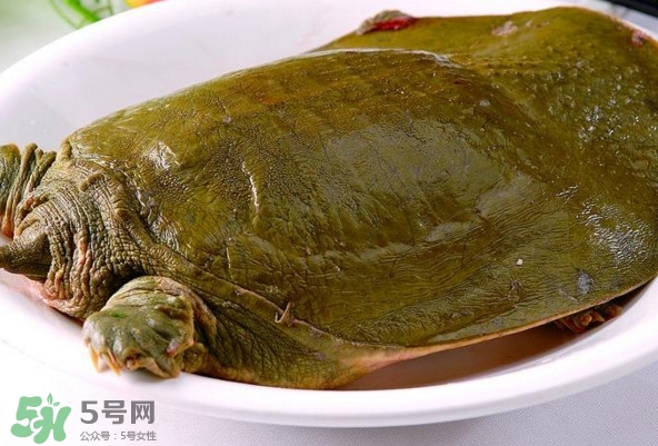 甲魚是熱性還是涼性？甲魚是淡水魚嗎