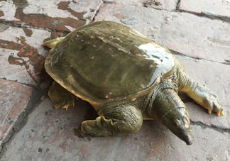 腳魚是什么？腳魚和烏龜?shù)膮^(qū)別