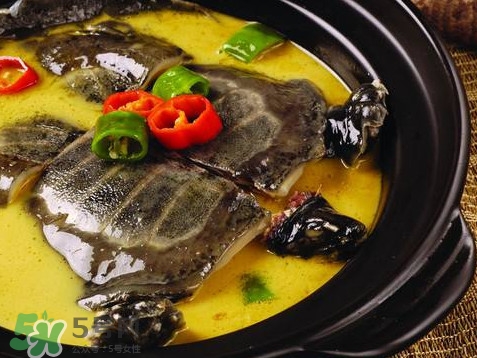 甲魚(yú)又叫什么？甲魚(yú)吃什么食物