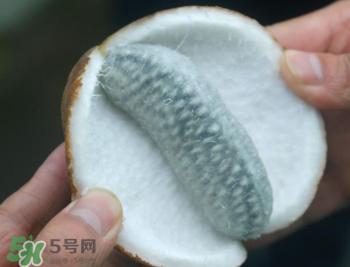 八月瓜可以補(bǔ)腎嗎？八月瓜的營養(yǎng)價值