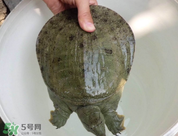 腳魚不能和什么一起吃？腳魚可以燉蟲草嗎