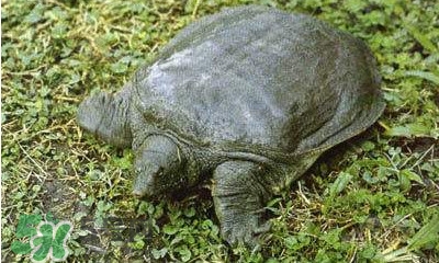 甲魚是烏龜嗎？甲魚是王八嗎？