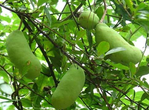 八月瓜的藥用價(jià)值有哪些？八月瓜能治什么?。?></p><h3>八月瓜怎么吃</h3><p>很多人都不懂八月瓜怎么吃。如果八月瓜的果皮發(fā)軟，但沒裂開，或是裂開但果皮不發(fā)軟，都證明還沒有完全熟透，我們不需急著食用。那么八月瓜怎么吃呢?</p><p>1、八月瓜還沒發(fā)軟，可以放置5-7天后與蜂蜜或冰糖混著吃，達(dá)到更好的保健效果。雖然八月瓜的種子數(shù)較多，但是種子也能吃，而且有利消化。此外，種子洗干凈后還能種植，或是榨油，或是藥用。</p><p>2、如果買回來的八月瓜果皮果肉已經(jīng)是軟的，可以除去保鮮膜后，掰開果皮，用勺挑取果肉吃。連皮帶籽一起吃，能促進(jìn)腸胃蠕動(dòng)和幫助消化。</p><p>3、八月札、金櫻子、海金砂根各4兩，天葵子8兩，熬藥，分3天服用，可以治療淋巴結(jié)核。</p><p>4、三葉木通根或果1兩，加水煎熬服用，可以治療胃腸脹悶。</p><p>5、八月瓜30g，小茴香10g，橘核12g，加水煎熬服用，可疏肝理氣、散結(jié)、小腹疼痛。</p> </div>
<div align=