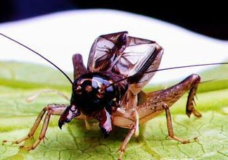 蛐蛐多少錢一只？2017蛐蛐價格